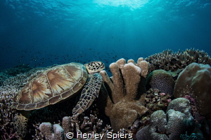 Pristine reefs in Tubbataha by Henley Spiers 